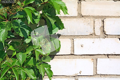 Image of wild grape on brick wall