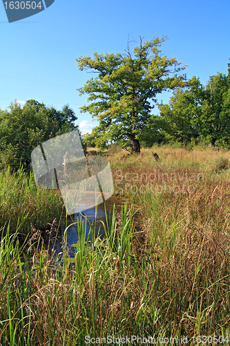 Image of big oak near autumn marsh