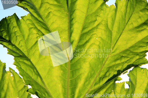 Image of green sheet on blue background