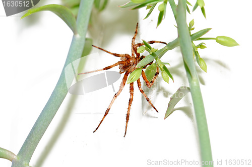 Image of red spider on winter window