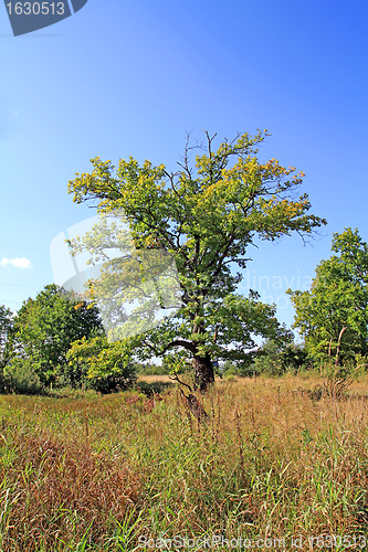 Image of big oak on autumn field