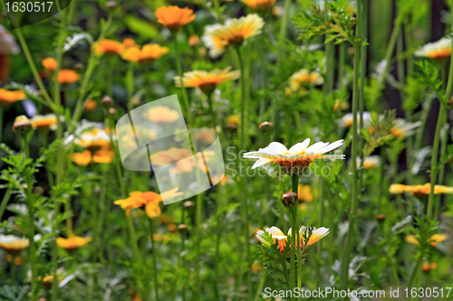 Image of chrysanthemums in garden, floral background