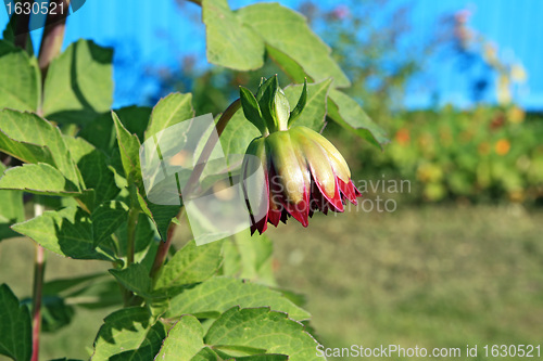 Image of small dahlia on green background