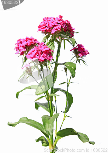 Image of red flower on white background