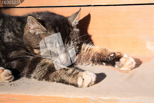 Image of sleeping cat on brown board