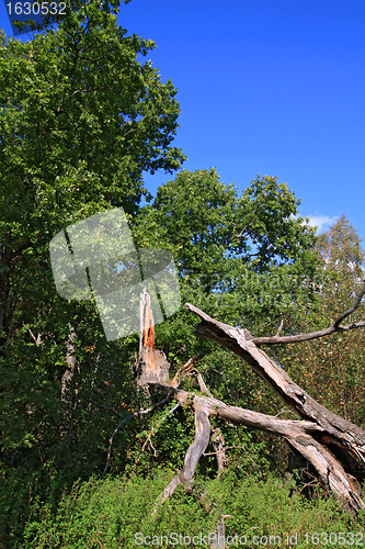 Image of tumbled tree in green wood