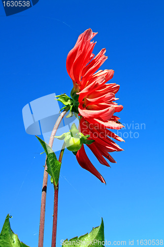 Image of red dahlia on blue background