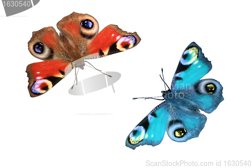 Image of two butterflies on white background