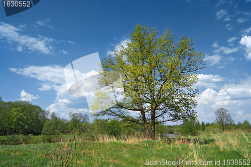 Image of big oak on green summer field