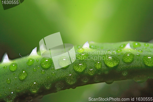 Image of dripped water on sheet aloe