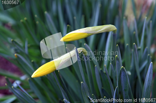 Image of narcissuses