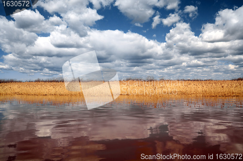 Image of dry reed on deep lake