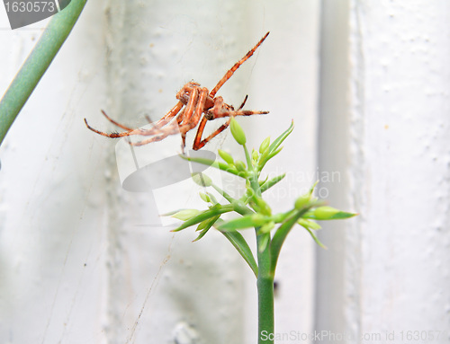 Image of red spider on winter window