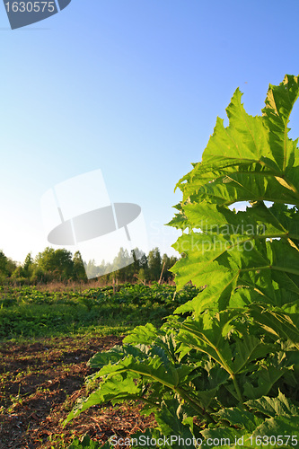 Image of green sheet hogweed on celestial background