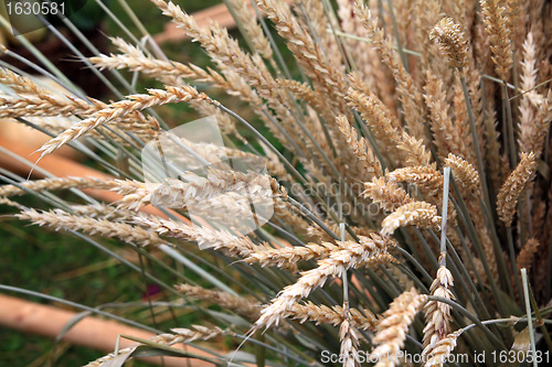 Image of wheat