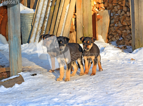 Image of three puppies on cool snow