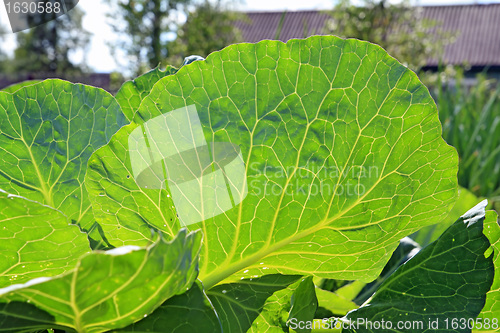 Image of cabbage sheet illuminated bright sun