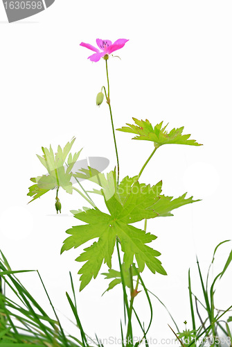 Image of lilac field flower on white background