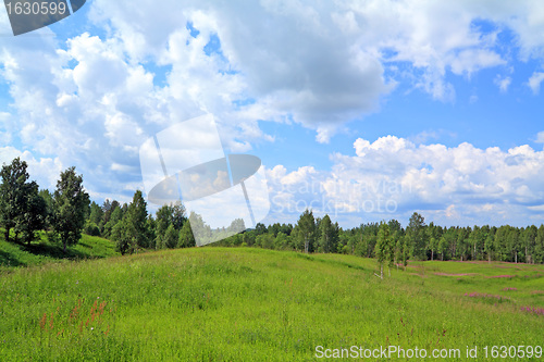 Image of birch wood near green field