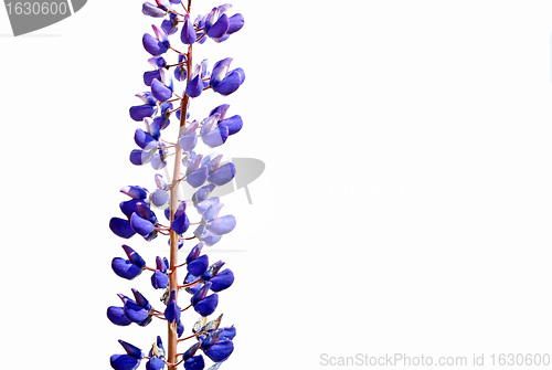 Image of blue field lupine on white background