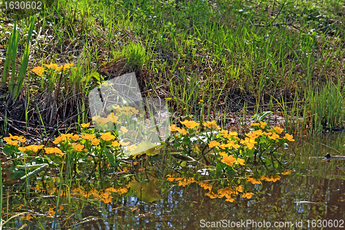Image of yellow flowerses in deep marsh