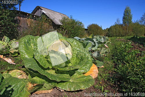 Image of ripe cabbage in rural vegetable garden