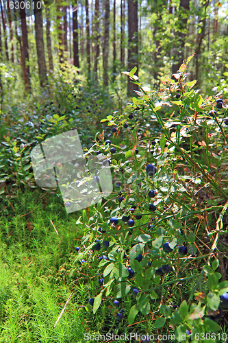 Image of ripe whortleberry in autumn wood