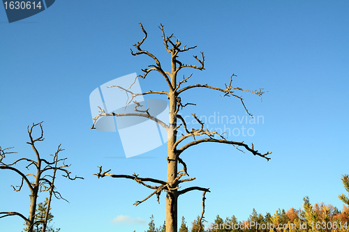 Image of dry aging pine on blue background