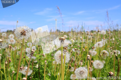 Image of white dandelions on green field