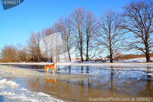 Image of redhead dog on river ice