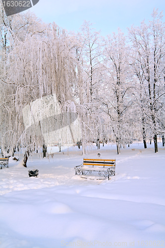 Image of aging bench in town park