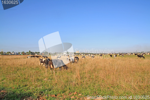 Image of herd cortex on autumn meadow