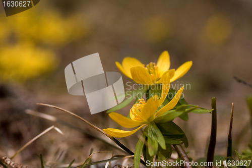 Image of winter aconites