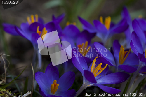 Image of dark blue crocus