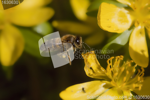 Image of flying bee