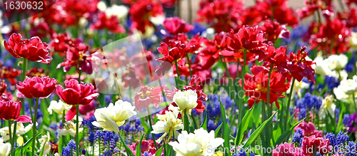 Image of Beautiful spring flowers 