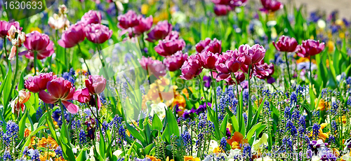 Image of Beautiful spring flowers 