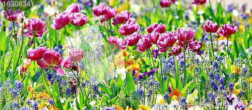 Image of Beautiful spring flowers 