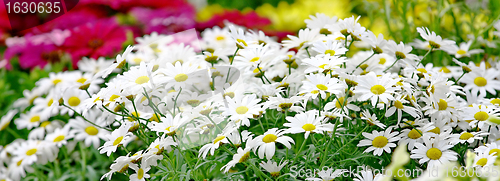 Image of Small sunny chamomile flowers