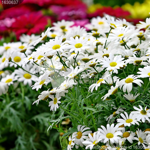 Image of Small sunny chamomile flowers 