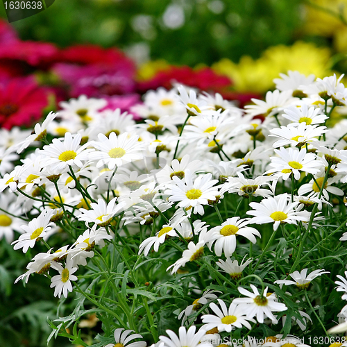 Image of Small sunny chamomile flowers 