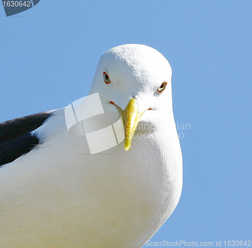 Image of Seagull looking directly at you