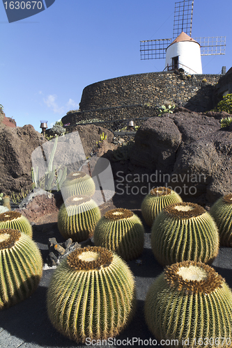 Image of Cactus and windmill