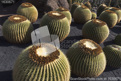 Image of Circle shape cactus