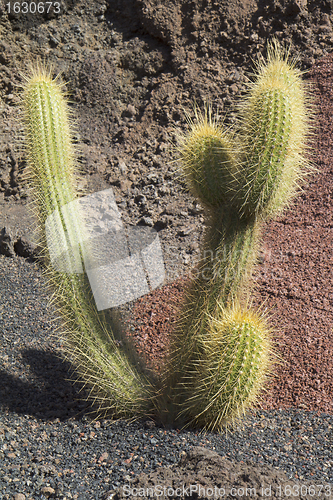 Image of Single cactus