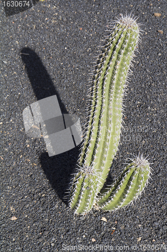 Image of Cactus on lapilli