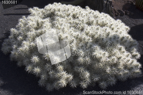 Image of White cactus