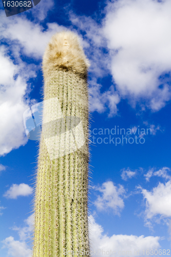 Image of Long cactus