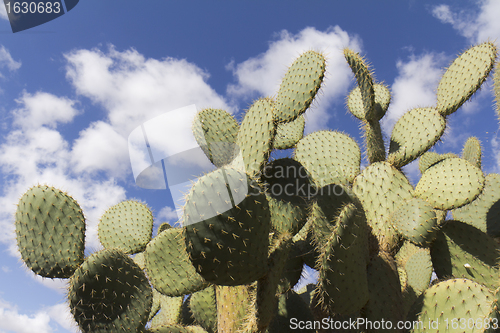 Image of Part of cactus