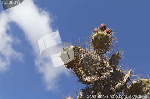 Image of Fruits of a cactus